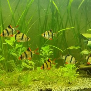 Puntigrus tetrazona (Tiger Barb)
