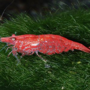 Bloody Mary Shrimp