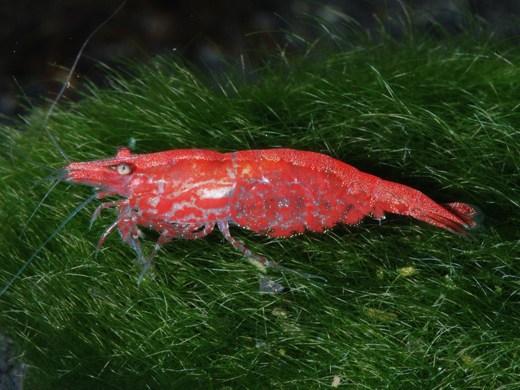 Bloody Mary Shrimp