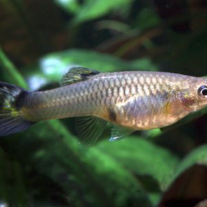 Blue Tarzan Guppy