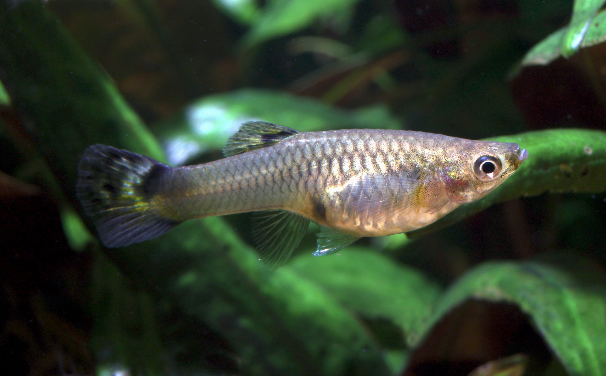 Blue Tarzan Guppy