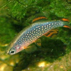 Celestial Pearl Danio
