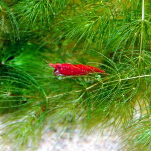Neocaridina davidi (Cherry Red Shrimp)