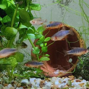 Emerald Dwarf Rasbora