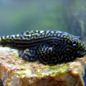 Hillstream Loach
