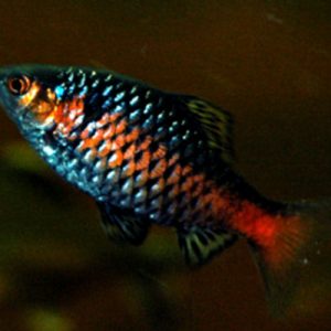 Odessa Barb
