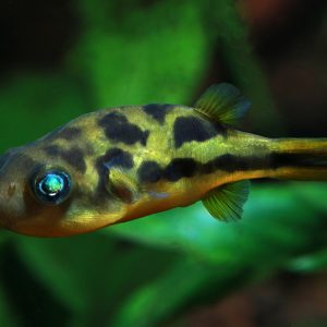 Pea Puffer