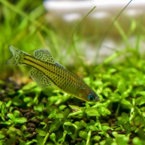 Red Neon Blue-Eye Rainbowfish