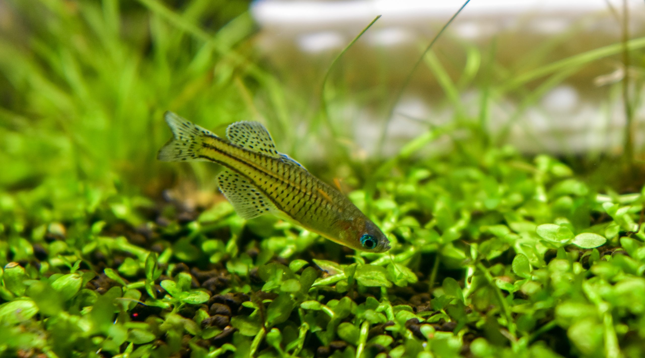 Red Neon Blue-Eye Rainbowfish