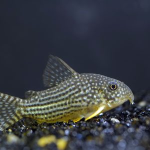 Sterbai Corydoras
