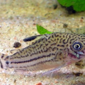 Threeline Corydoras