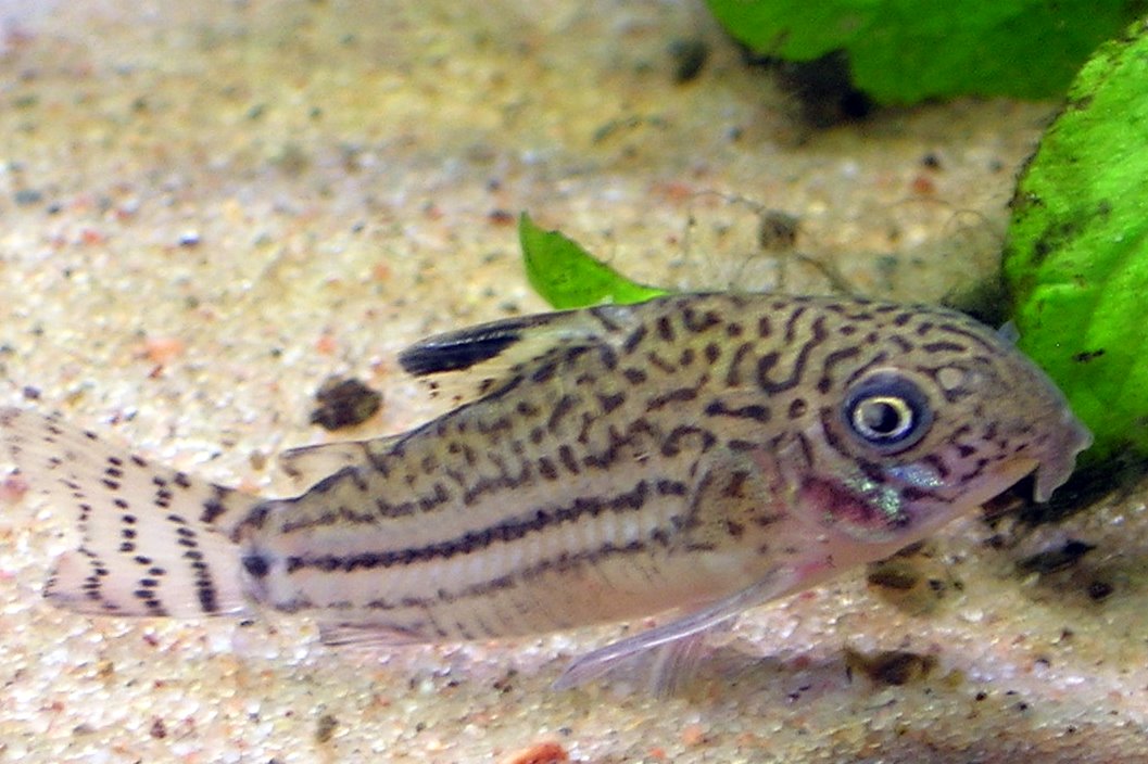 Threeline Corydoras