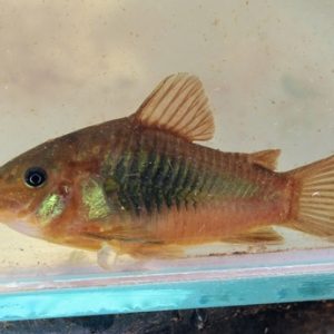 Venezuelan Corydoras