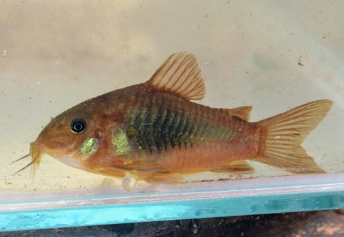 Venezuelan Corydoras